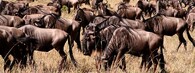 Pakoně v keňské rezervaci Masai Mara migrují do tanzanského parku Serengeti