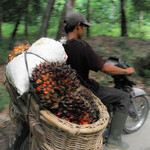 palmový olej plody palmy olejné