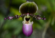 Paphiopedilum glaucophyllum