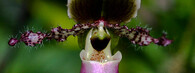 Paphiopedilum glaucophyllum