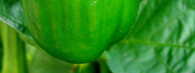 Paprika setá (Capsicum annuum)