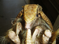 Pásovec třípásý