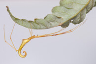 pavouk Ariamnes uwepa