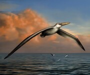 Pelagornis sandersi