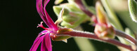 pelargonie