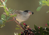 Pěnice černohlavá