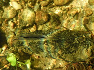 perlorodka říční