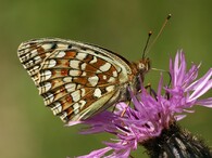 perleťovec maceškový