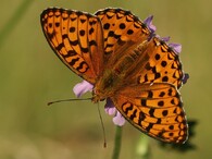 perleťovec prostřední