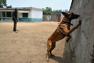 pes cvičený k hledání slonoviny