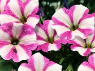 geneticky manipolvaná petúnie