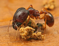 Pheidole mravenec