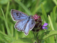 modrásek černoskvrnný