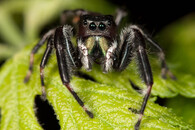 Phidippus clarus - sameček