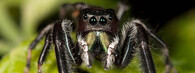 Phidippus clarus - sameček
