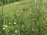 louka CHKO Bílé Karpaty