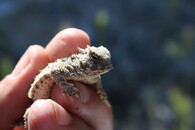 Ropušník druhu Phrynosoma blainvillii chráněný úmluvou CITES