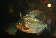 Pirani červené (Pygocentrus nattereri)