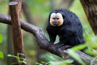 Chvostan bělolící