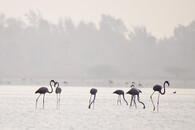 Plameňák růžový