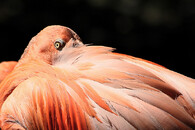 Ménagerie du Jardin des Plantes