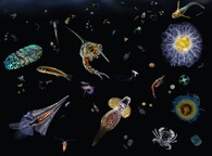 plankton moře