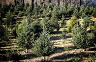 plantáž vánoční stromek