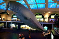 Model plejtváka obrovského