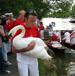 Počítání labutí