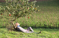 muž pod jabloní