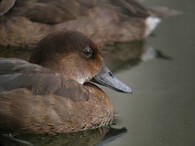 Polák madagaskarský