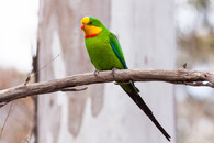 Papoušek nádherný