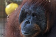 Orangutan bornejský