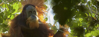 orangutan tapanulijský