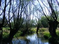 Vrby v CHKO Poodří 