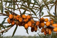 vrtule rakytníková