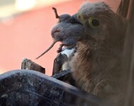 sameček poštolky za oknem