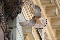 poštolka ve městě