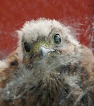 mládě poštolky za oknem