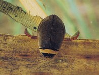 Potápník dvoučárý