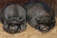 Vietnamské plemeno prasete