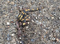 Přejetý mlok skvrnitý v údolí Rudolfovského potoka 