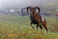 Kategorie - Příroda v Praze: Ivan Mikšík - Krčský muflon