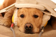 Psi na magentické rezonanci