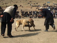 Psí zápasy v Afghanistánu