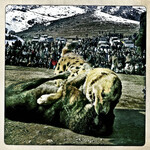 Psí zápasy v Kábulu