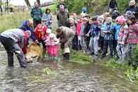 vypouštění pstruhů