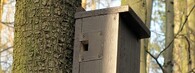ptačí budka šoupálkovník