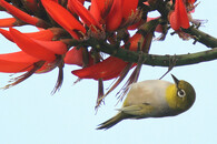 Kruhoočko australopacifické