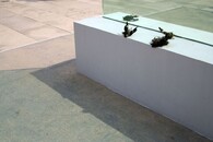 Pták po srážce se skleněnou tabulí